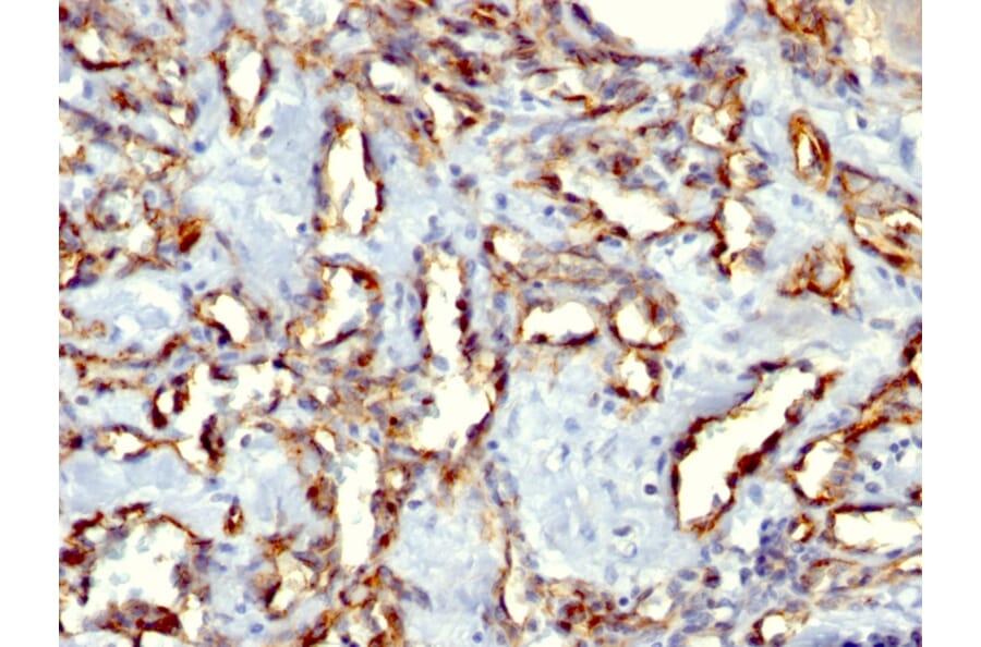 Immunohistochemistry - Anti-CD31 Antibody [C31.3 + C31.7 + C31.10] (A249607) - Antibodies.com