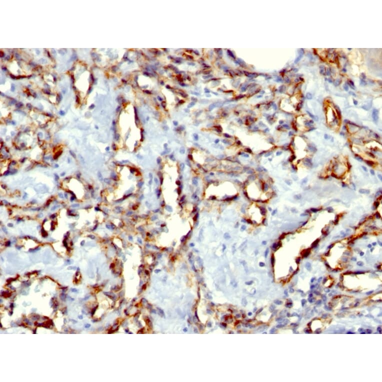 Immunohistochemistry - Anti-CD31 Antibody [C31.3 + C31.7 + C31.10] (A249607) - Antibodies.com
