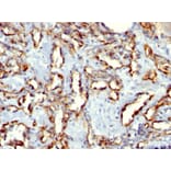 Immunohistochemistry - Anti-CD31 Antibody [C31.3 + C31.7 + C31.10] (A249607) - Antibodies.com