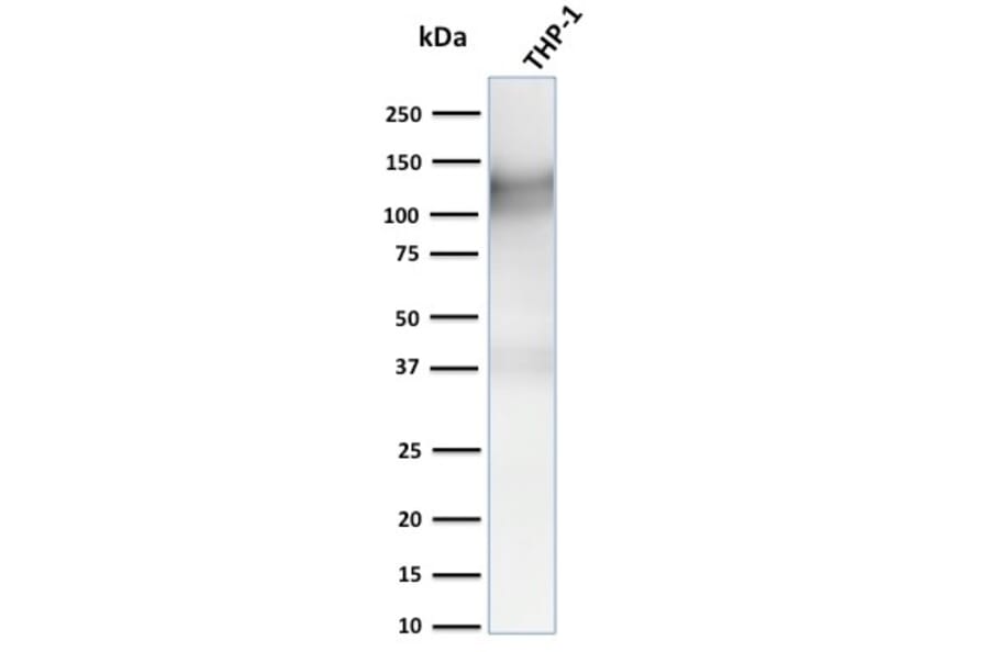 Western Blot - Anti-CD31 Antibody [C31.3 + C31.7 + C31.10] (A249608) - Antibodies.com