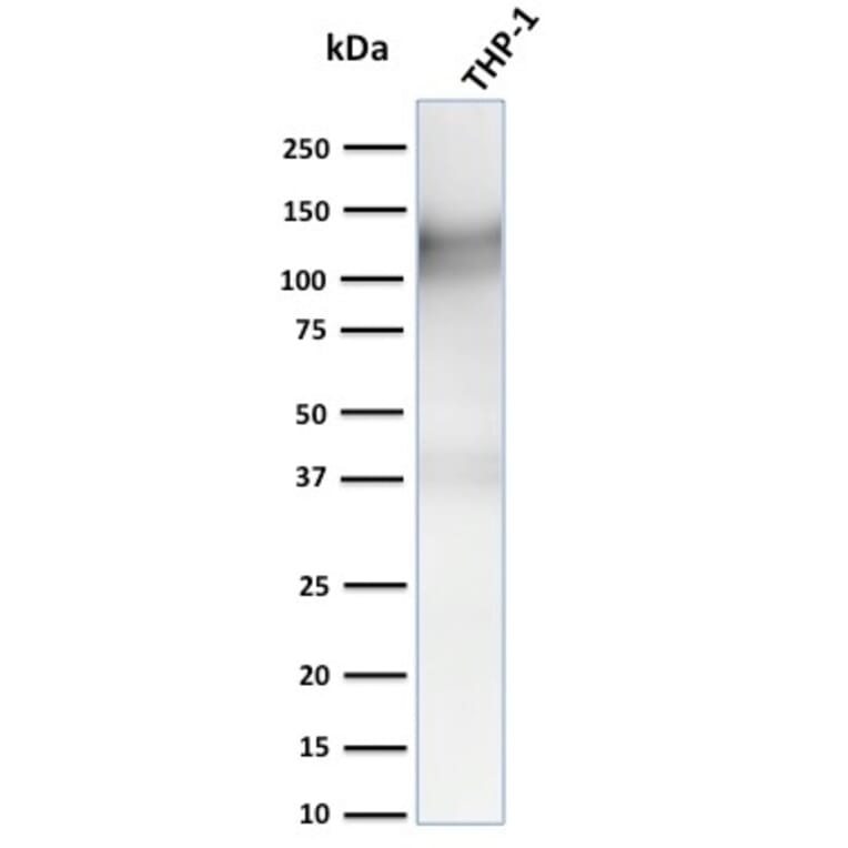 Western Blot - Anti-CD31 Antibody [C31.3 + C31.7 + C31.10] (A249608) - Antibodies.com