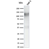 Western Blot - Anti-CD31 Antibody [C31.3 + C31.7 + C31.10] (A249608) - Antibodies.com