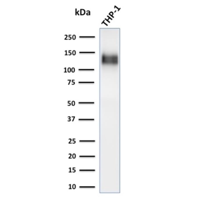 Western Blot - Anti-CD31 Antibody [C31/1395R] (A249609) - Antibodies.com