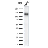 Western Blot - Anti-CD31 Antibody [C31/1395R] (A249609) - Antibodies.com