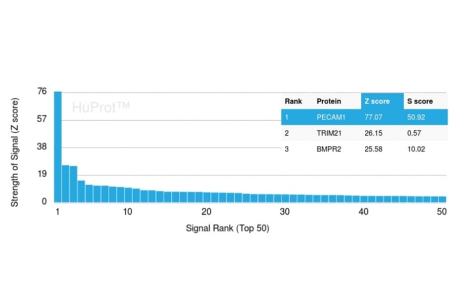 Protein Array - Anti-CD31 Antibody [C31/1395R] (A249608) - Antibodies.com