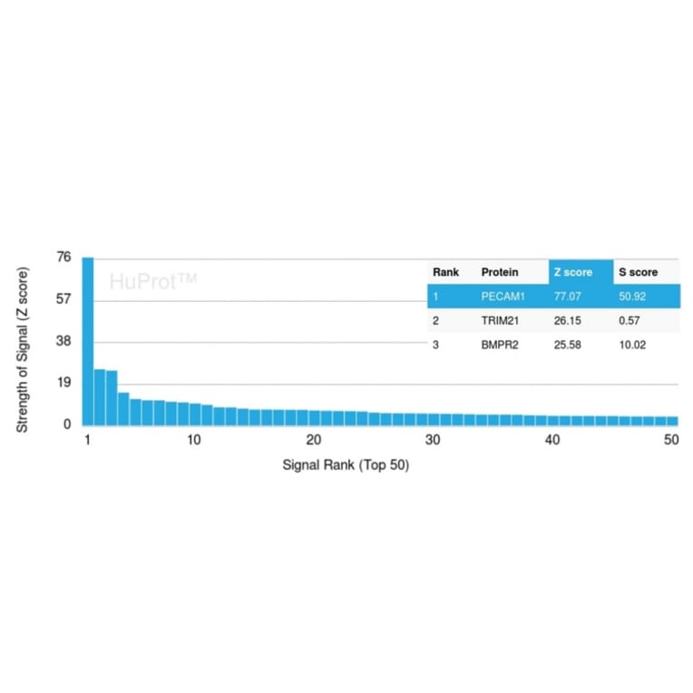 Protein Array - Anti-CD31 Antibody [C31/1395R] (A249608) - Antibodies.com