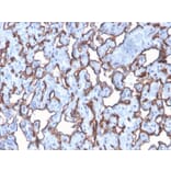 Immunohistochemistry - Anti-CD31 Antibody [C31/2876R] (A249610) - Antibodies.com