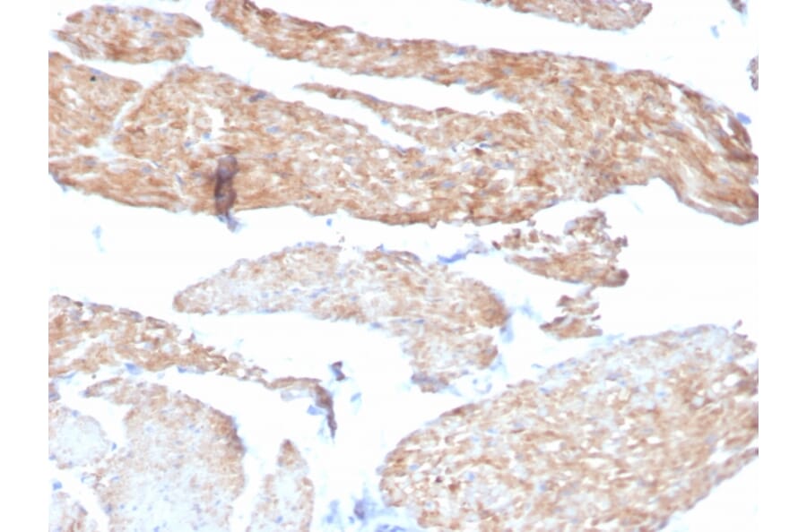 Immunohistochemistry - Anti-Phosphoglucomutase 5 Antibody [14F8/F8] (A249613) - Antibodies.com