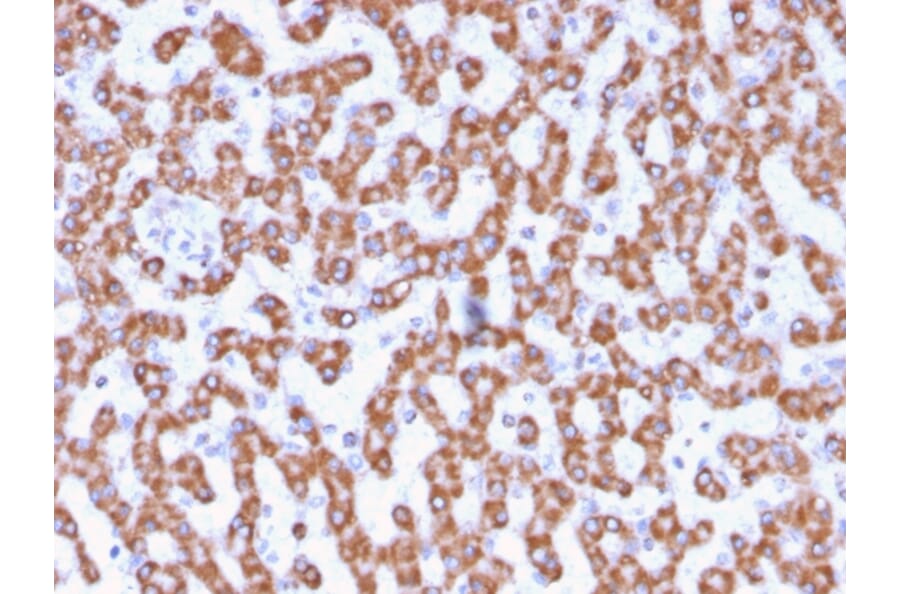 Immunohistochemistry - Anti-Prohibitin Antibody [PHB/3230] (A249620) - Antibodies.com