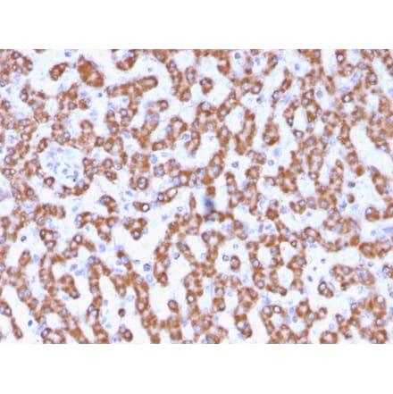 Immunohistochemistry - Anti-Prohibitin Antibody [PHB/3230] (A249620) - Antibodies.com