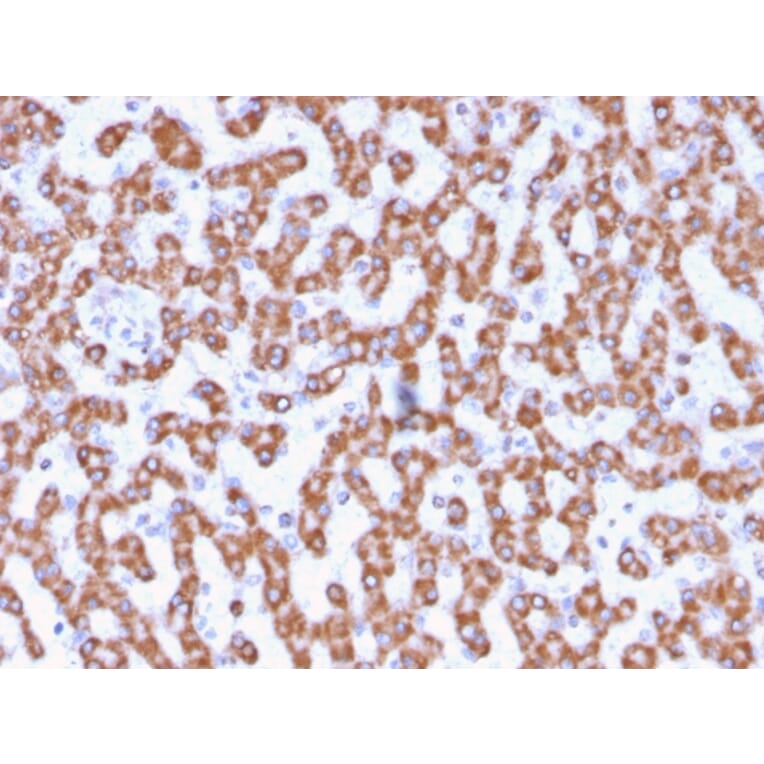 Immunohistochemistry - Anti-Prohibitin Antibody [PHB/3230] (A249620) - Antibodies.com