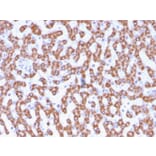 Immunohistochemistry - Anti-Prohibitin Antibody [PHB/3230] (A249620) - Antibodies.com