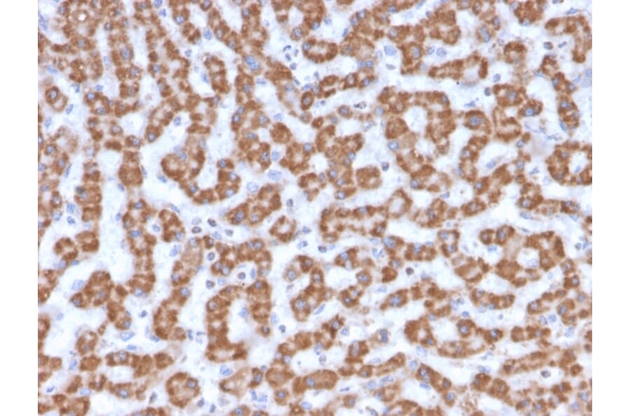 Immunohistochemistry - Anti-Prohibitin Antibody [PHB/3230] (A249620) - Antibodies.com