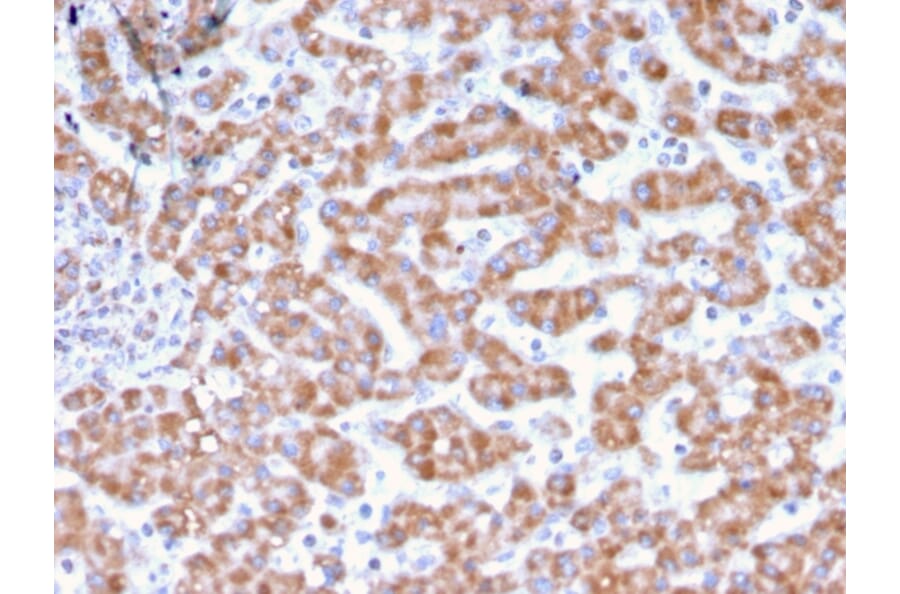Immunohistochemistry - Anti-Prohibitin Antibody [PHB/3231] (A249621) - Antibodies.com