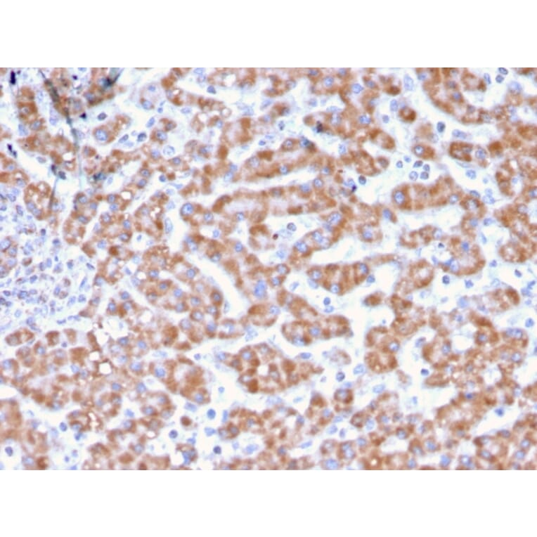 Immunohistochemistry - Anti-Prohibitin Antibody [PHB/3231] (A249621) - Antibodies.com