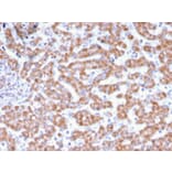 Immunohistochemistry - Anti-Prohibitin Antibody [PHB/3231] (A249621) - Antibodies.com