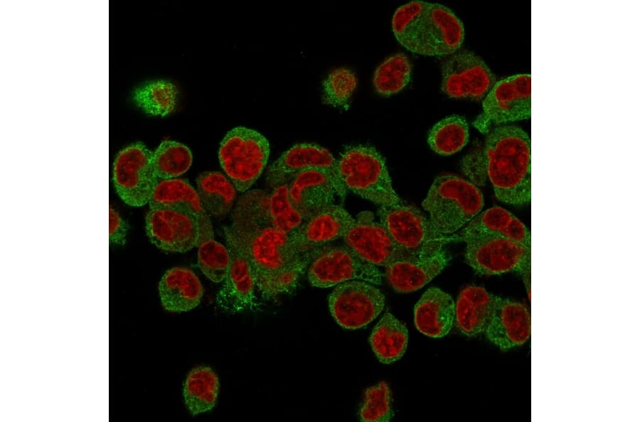 Immunofluorescence - Anti-Prohibitin Antibody [PHB/3231] (A249621) - Antibodies.com
