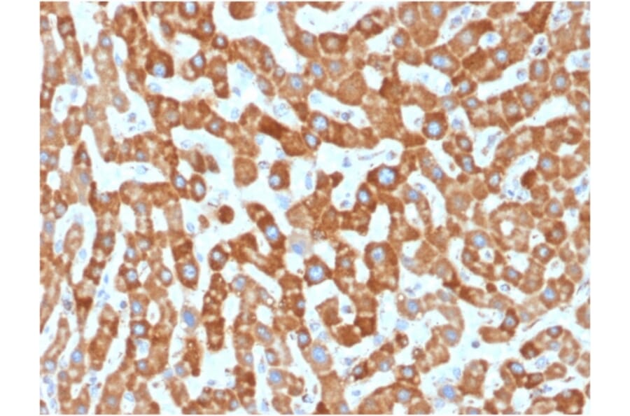 Immunohistochemistry - Anti-Prohibitin Antibody [PHB/1881] (A249621) - Antibodies.com