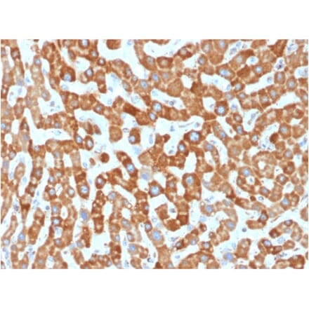 Immunohistochemistry - Anti-Prohibitin Antibody [PHB/1881] (A249621) - Antibodies.com