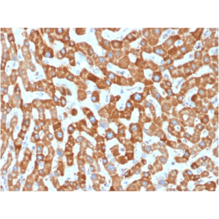 Immunohistochemistry - Anti-Prohibitin Antibody [PHB/1881] (A249621) - Antibodies.com