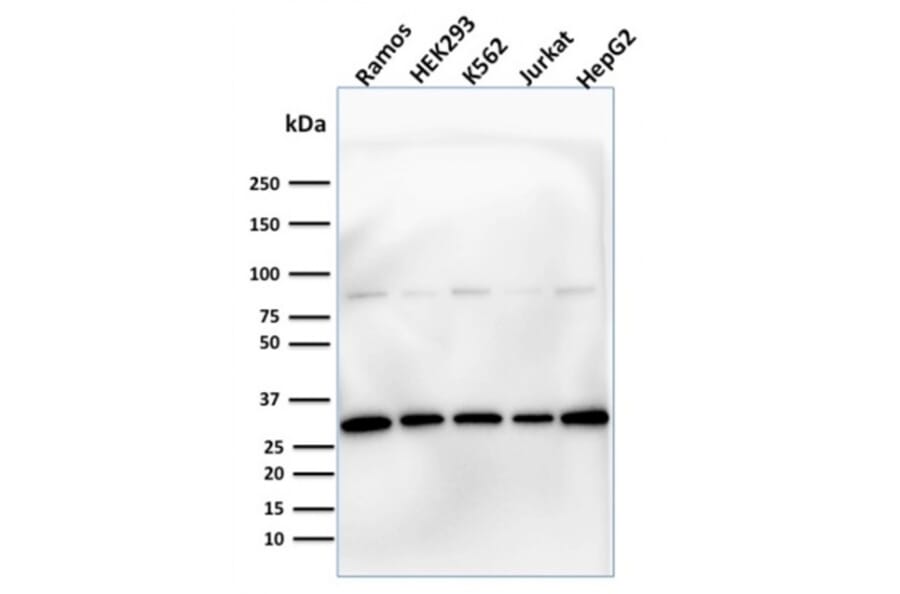 Western Blot - Anti-Prohibitin Antibody [PHB/1881] (A249622) - Antibodies.com