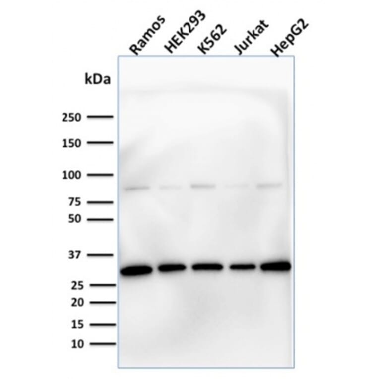 Western Blot - Anti-Prohibitin Antibody [PHB/1881] (A249622) - Antibodies.com