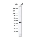 Western Blot - Anti-Prohibitin Antibody [PHB/1881] (A249622) - Antibodies.com