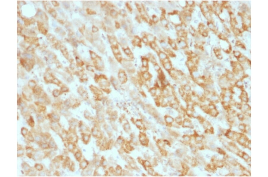 Immunohistochemistry - Anti-Prohibitin Antibody [SPM311] (A249622) - Antibodies.com
