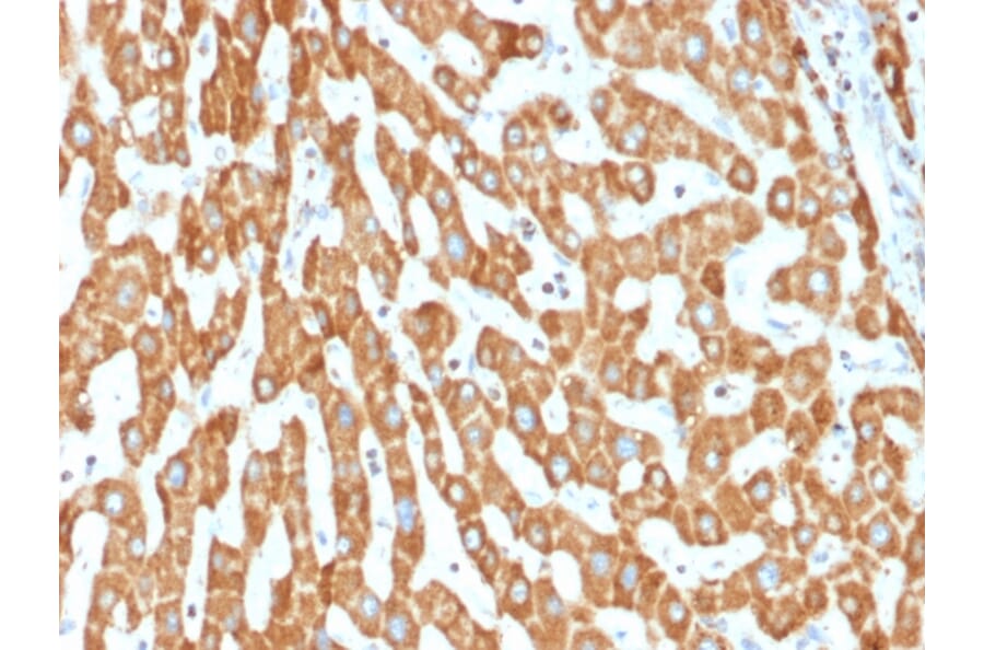 Immunohistochemistry - Anti-Prohibitin Antibody [PHB/1882] (A249623) - Antibodies.com