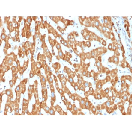 Immunohistochemistry - Anti-Prohibitin Antibody [PHB/1882] (A249623) - Antibodies.com