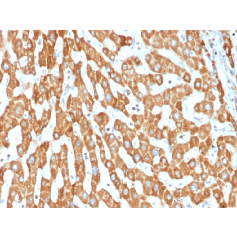 Immunohistochemistry - Anti-Prohibitin Antibody [PHB/1882] (A249623) - Antibodies.com