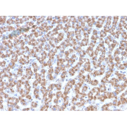 Immunohistochemistry - Anti-Prohibitin Antibody [PHB/3193] (A249625) - Antibodies.com