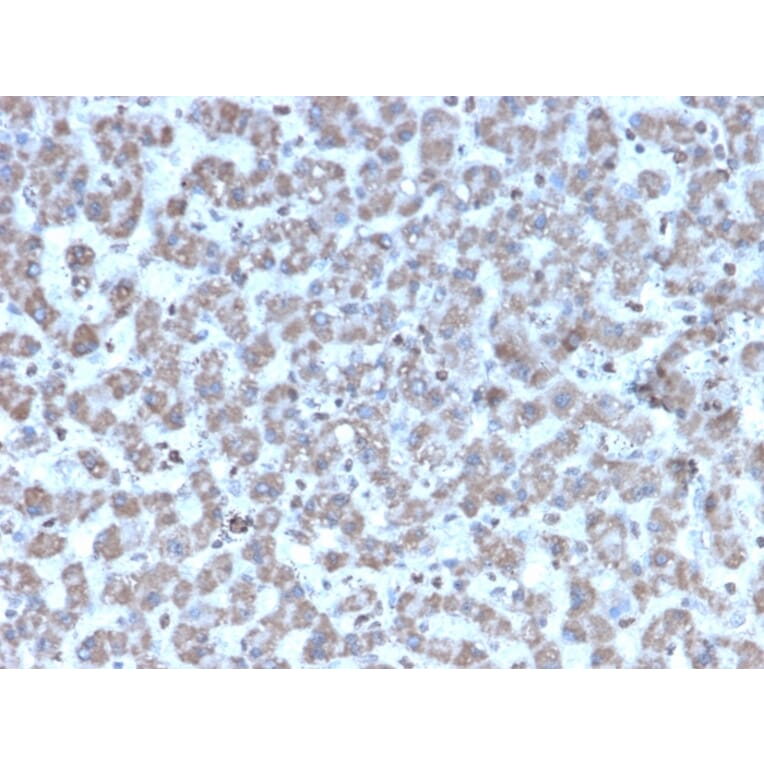 Immunohistochemistry - Anti-Prohibitin Antibody [PHB/3194] (A249626) - Antibodies.com