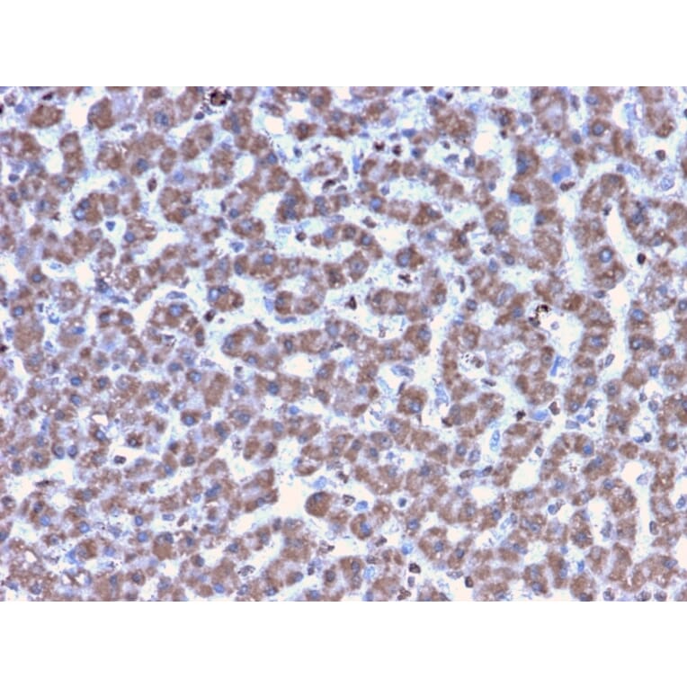 Immunohistochemistry - Anti-Prohibitin Antibody [PHB/3194] (A249626) - Antibodies.com