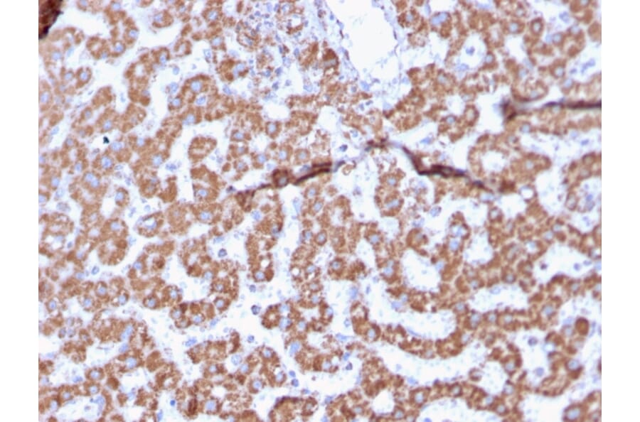 Immunohistochemistry - Anti-Prohibitin Antibody [PHB/3225] (A249627) - Antibodies.com