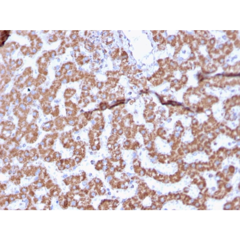 Immunohistochemistry - Anti-Prohibitin Antibody [PHB/3225] (A249627) - Antibodies.com