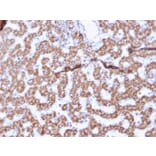 Immunohistochemistry - Anti-Prohibitin Antibody [PHB/3225] (A249627) - Antibodies.com