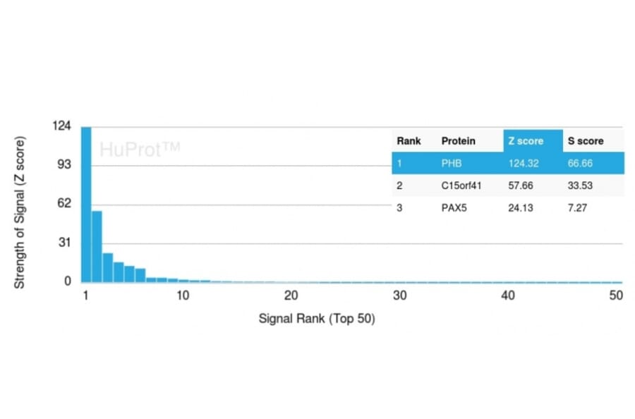 Protein Array - Anti-Prohibitin Antibody [PHB/3225] (A249626) - Antibodies.com
