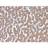Immunohistochemistry - Anti-Prohibitin Antibody [PHB/3226] (A249628) - Antibodies.com