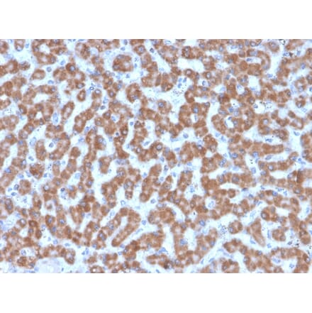 Immunohistochemistry - Anti-Prohibitin Antibody [PHB/3227] (A249629) - Antibodies.com