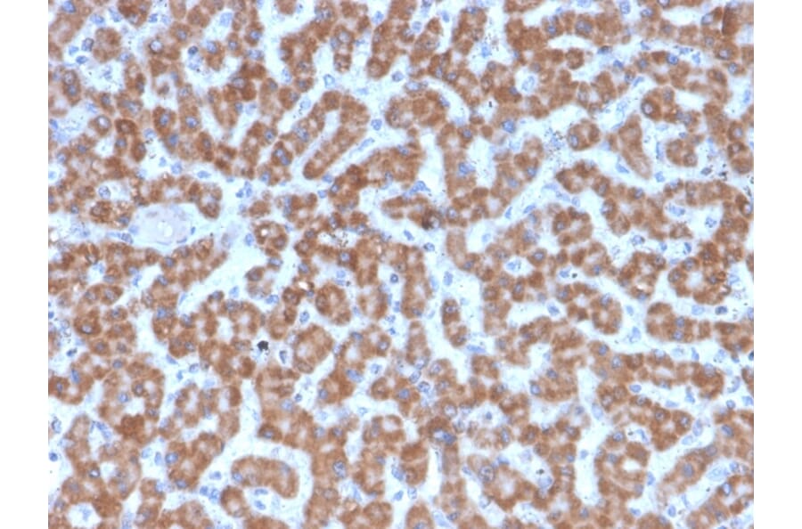 Immunohistochemistry - Anti-Prohibitin Antibody [PHB/3227] (A249629) - Antibodies.com