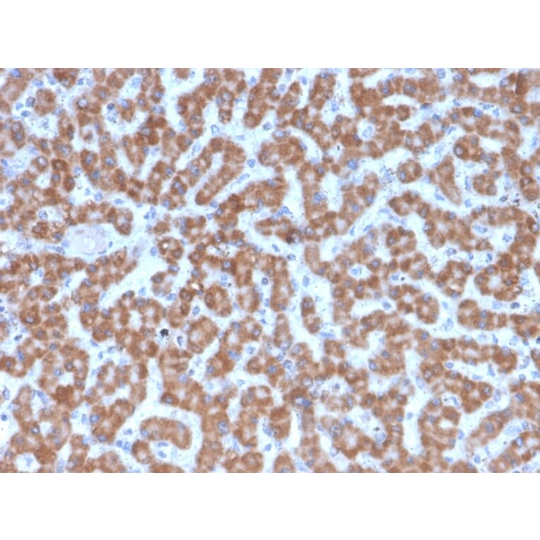 Immunohistochemistry - Anti-Prohibitin Antibody [PHB/3227] (A249629) - Antibodies.com