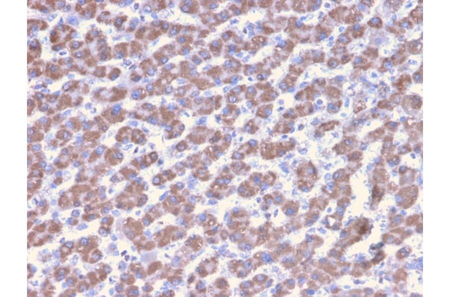 Immunohistochemistry - Anti-Prohibitin Antibody [PHB/3228] (A249630) - Antibodies.com
