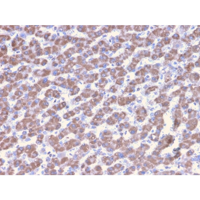Immunohistochemistry - Anti-Prohibitin Antibody [PHB/3228] (A249630) - Antibodies.com