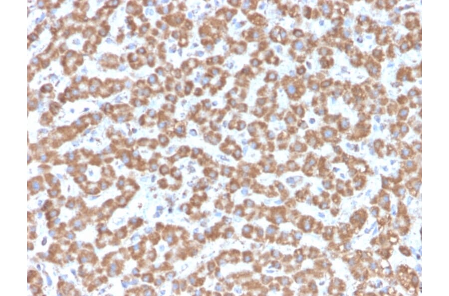 Immunohistochemistry - Anti-Prohibitin Antibody [PHB/3229] (A249631) - Antibodies.com