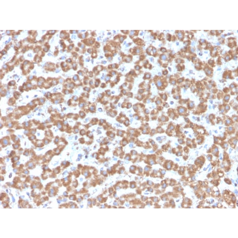 Immunohistochemistry - Anti-Prohibitin Antibody [PHB/3229] (A249631) - Antibodies.com