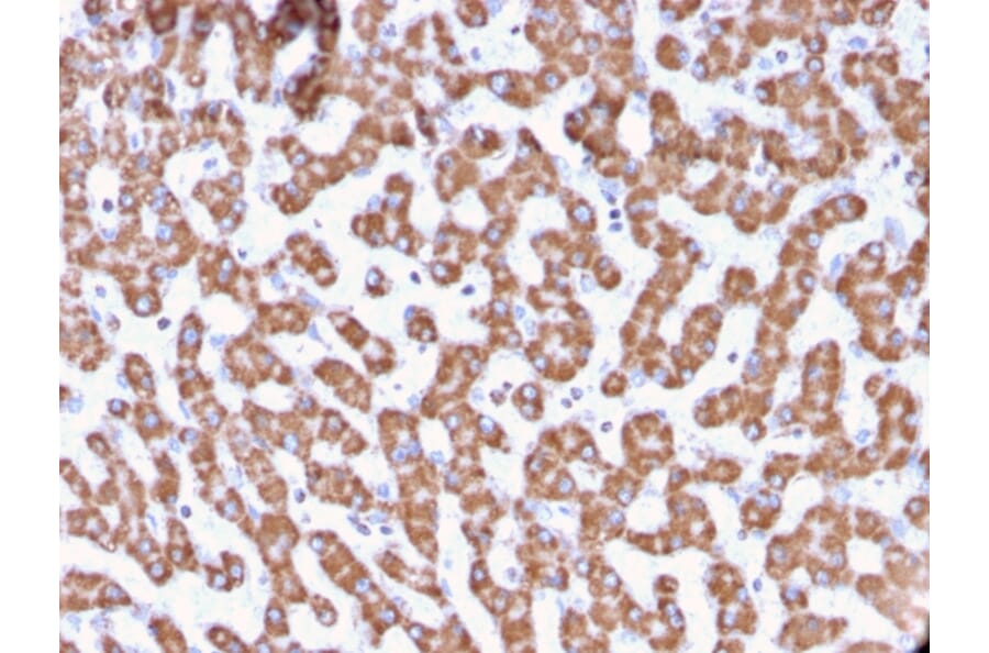 Immunohistochemistry - Anti-Prohibitin Antibody [PHB/3229] (A249631) - Antibodies.com