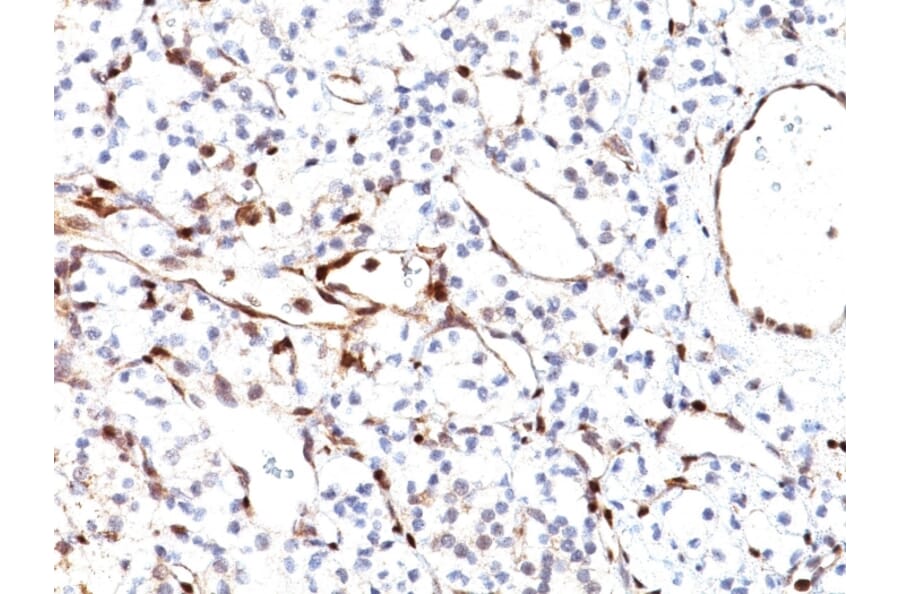 Immunohistochemistry - Anti-PTEN Antibody [PTEN/2110] (A249635) - Antibodies.com