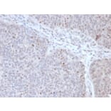 Immunohistochemistry - Anti-CHRAC17 Antibody [PCRP-POLE3-2F10] (A249641) - Antibodies.com