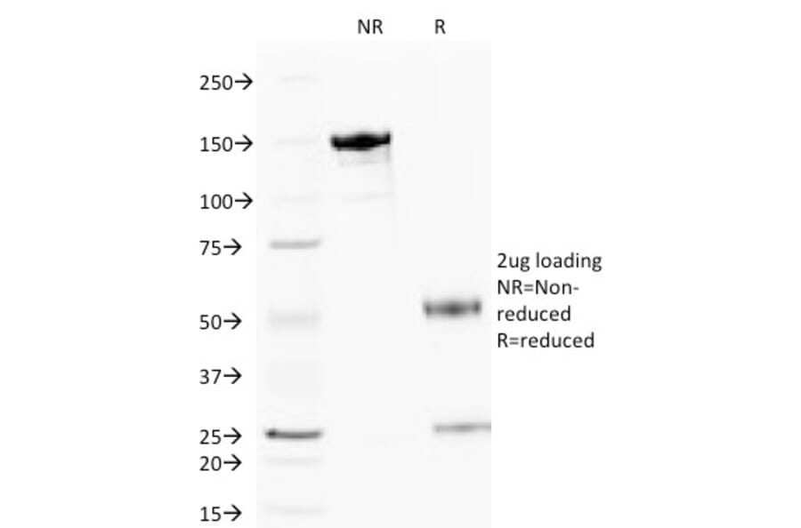 SDS-PAGE - Anti-Cytochrome C Antibody [6H2.B4] (A249642) - Antibodies.com